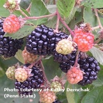 Prime-Ark® 45 Blackberry Plants